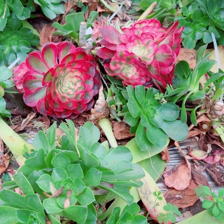 荔枝嫁接捧花不保证周正