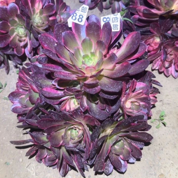 黑魔锦……多肉植物的