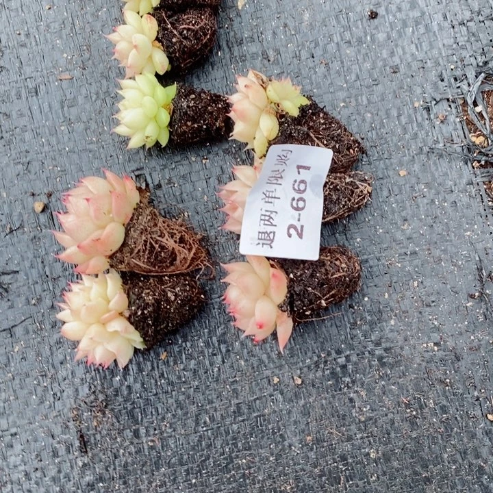 ?*2-661多肉多肉多肉多肉多肉