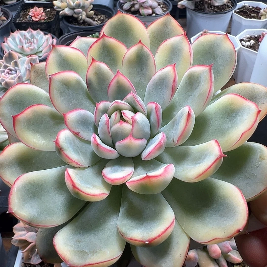 慈禧锦 小方花圃一物一拍