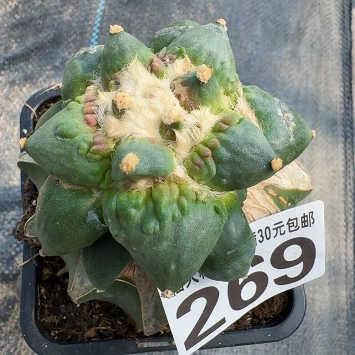 无花朵小**叔269村主怒涛牡丹