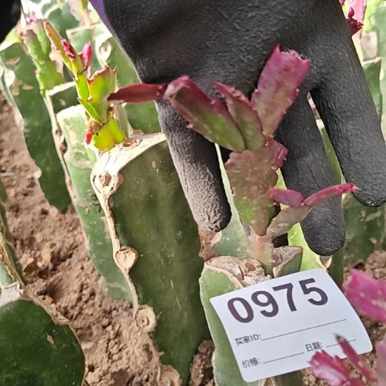 桑吉塔嫁接零度之上包邮975