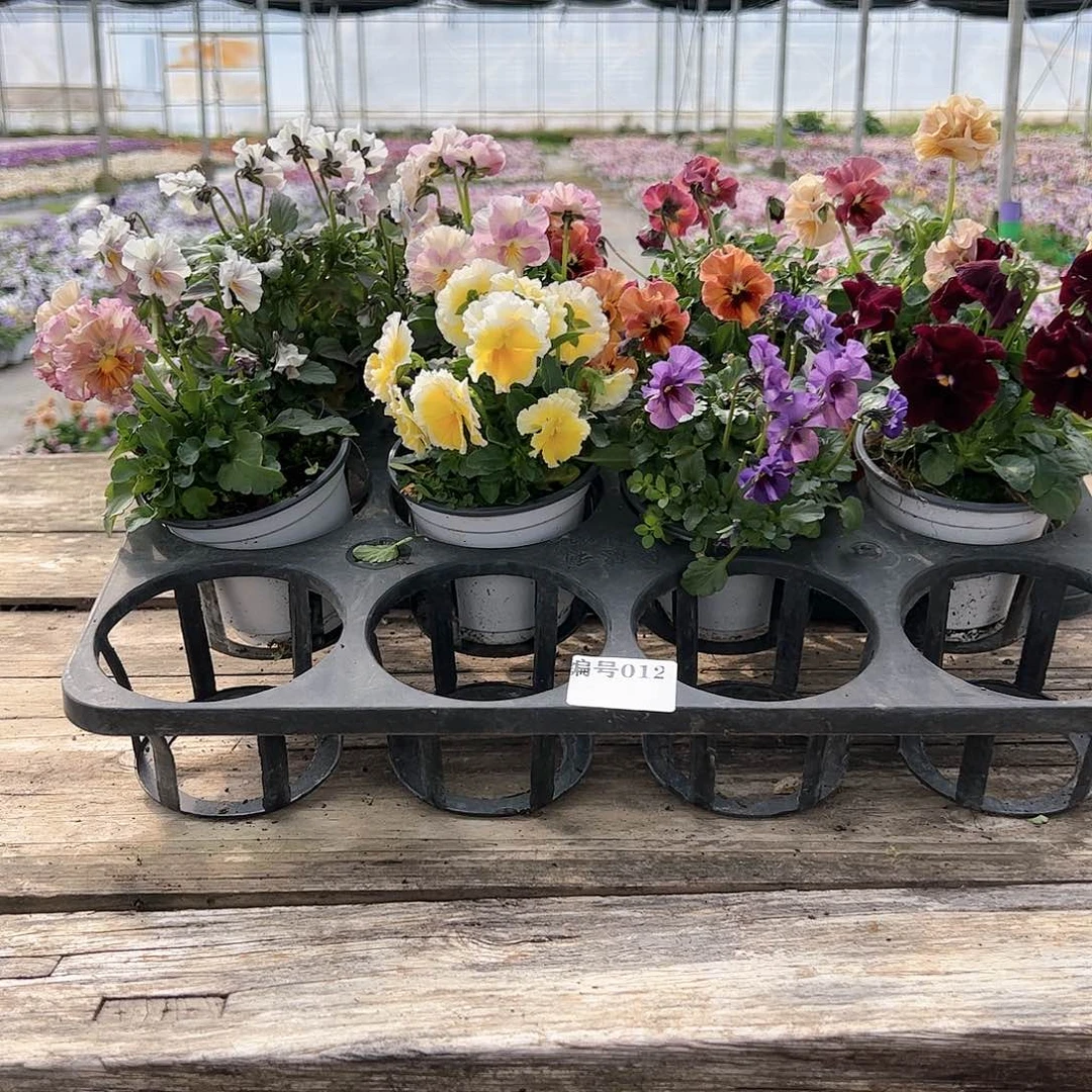 【闪购商品】012号