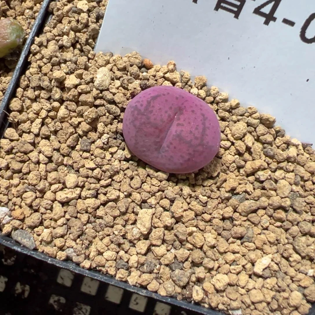 4-79肉锥多肉植物，