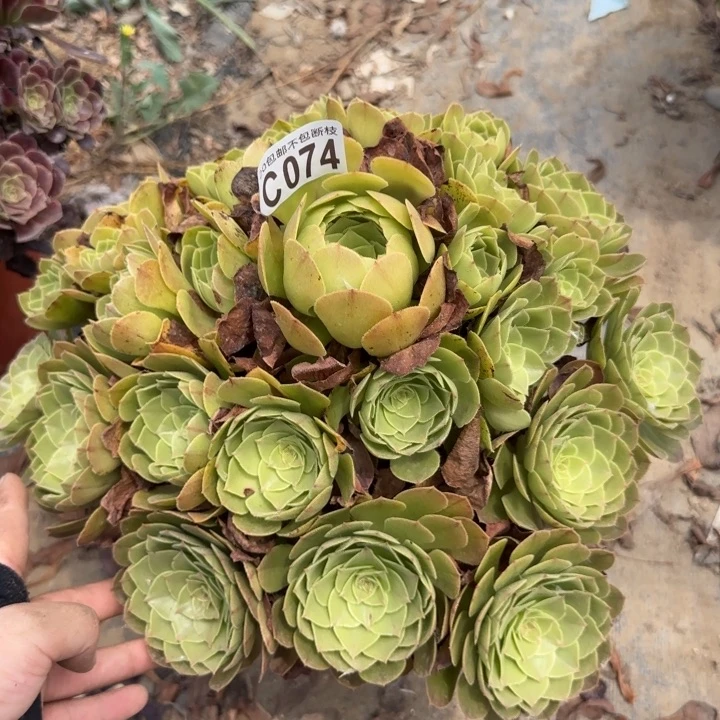 圣罗兰……多肉植物……