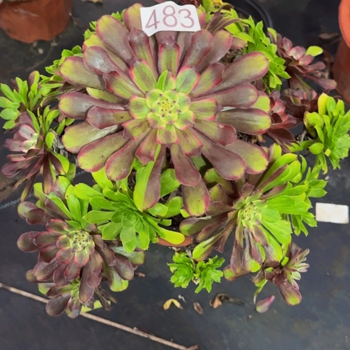 00000000000483花脸粉黛