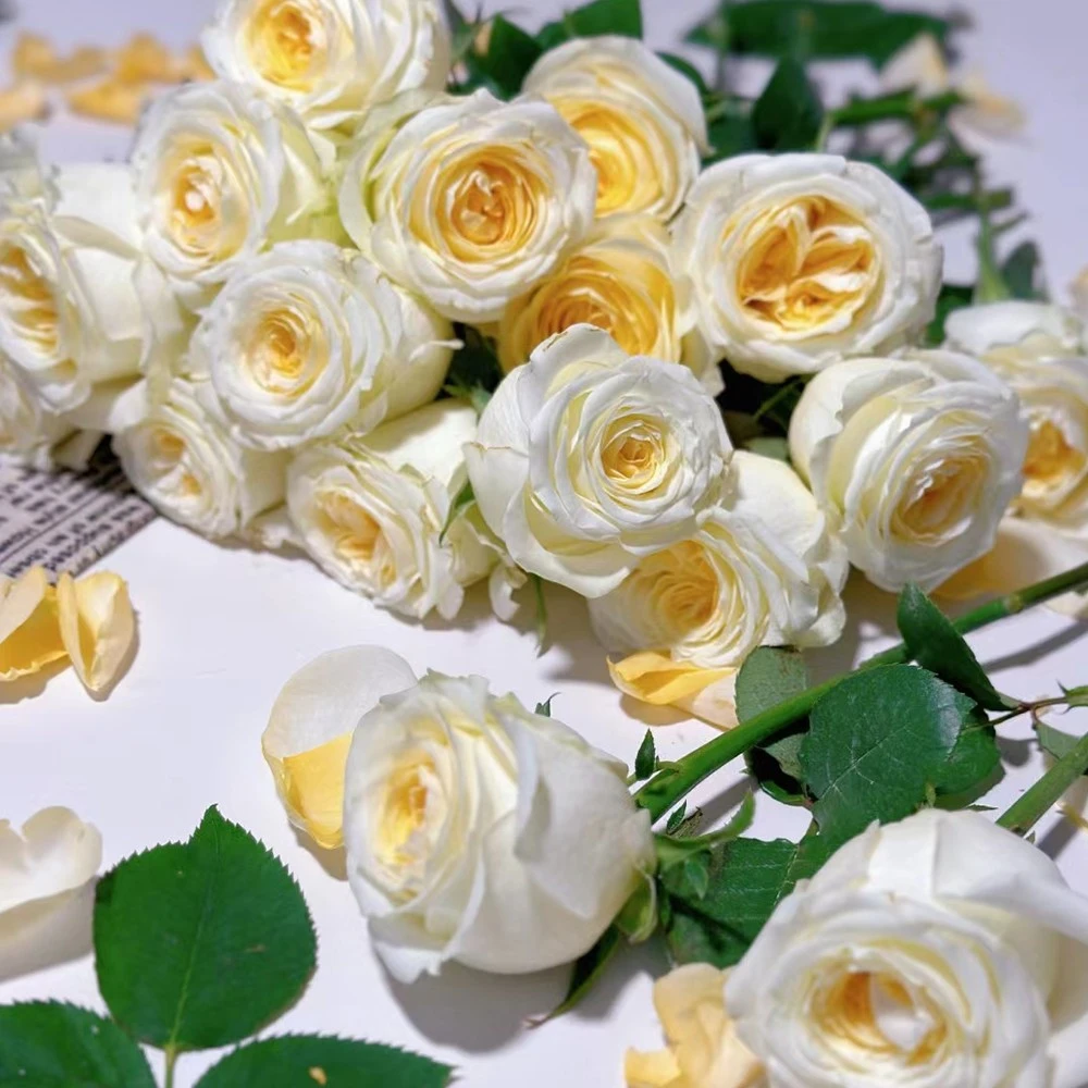 《奶油杯》20支/把两单加冰运输云南鲜花基地直发适合客厅装饰