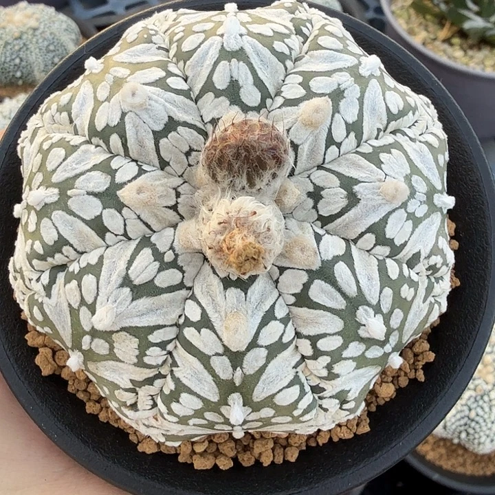 无花朵浓白海星v福利