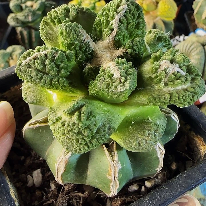 小**叔龟甲哥423仙人球开花