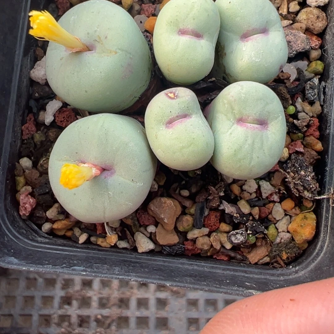 29-28肉锥多肉植物