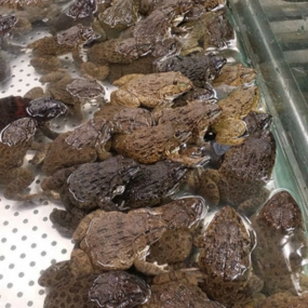 【10斤精品老蛙】稻田蛙野养田鸡现捉鲜发生猛公母掺顺丰包邮非牛蛙