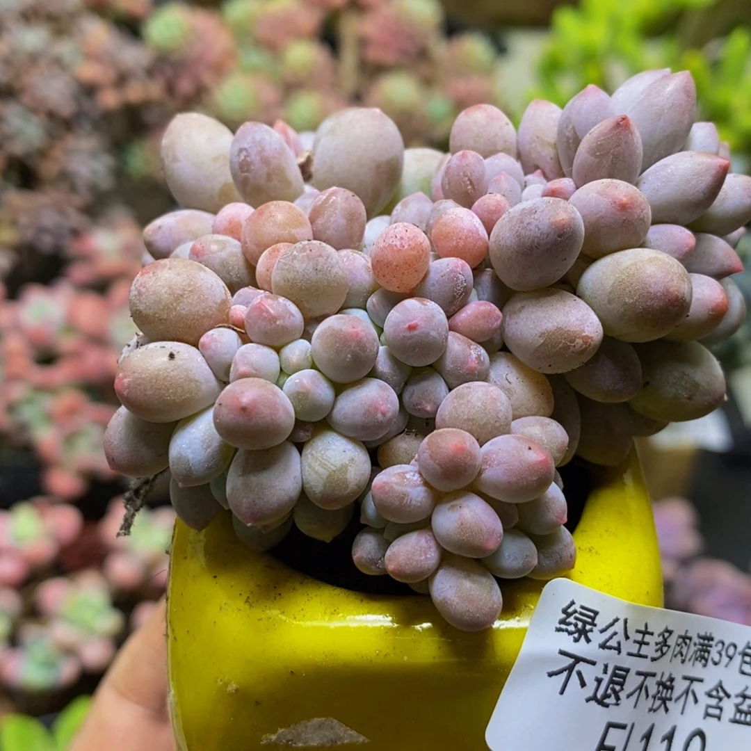 110婴儿手指6cm多肉