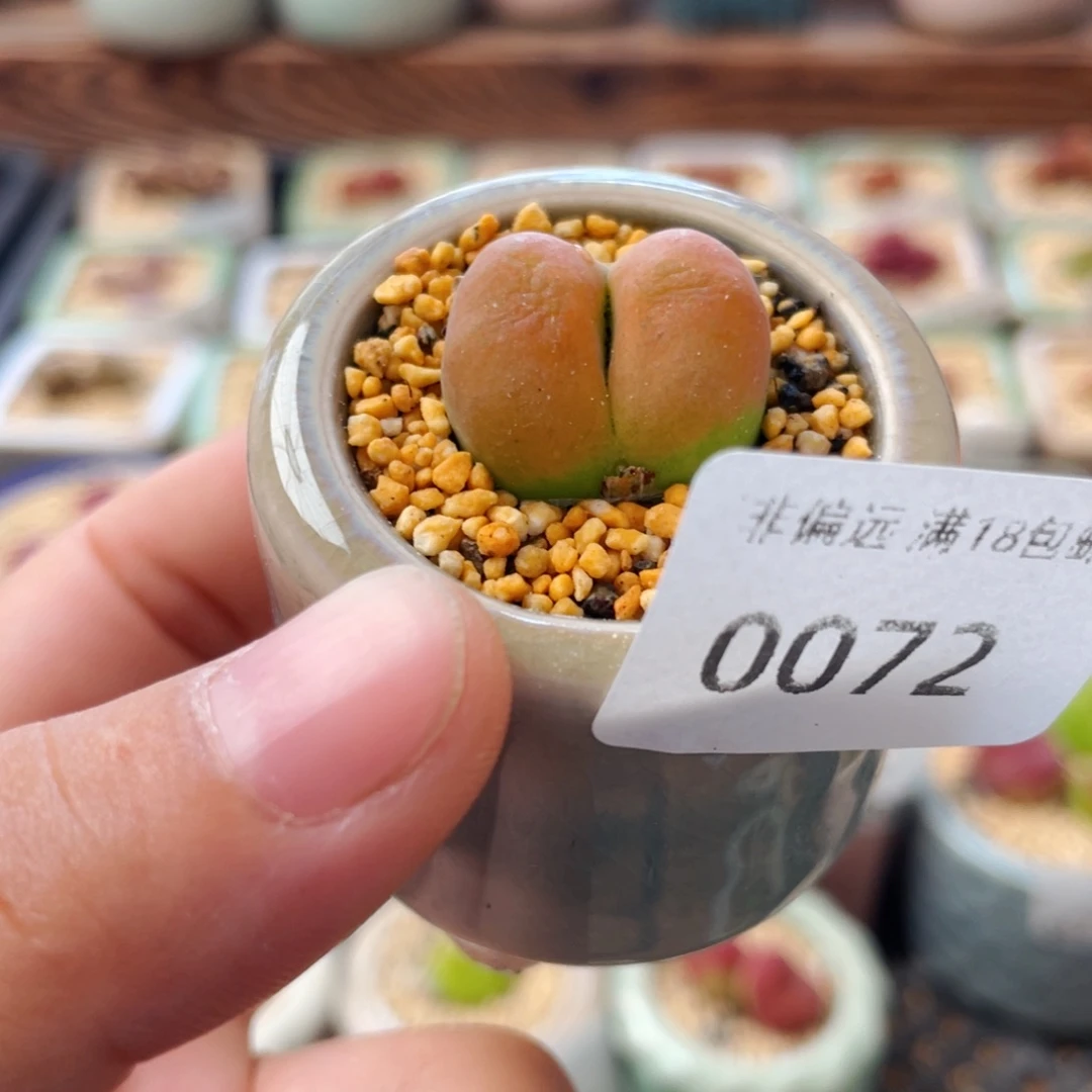 无花朵0072-一物一拍 带盆