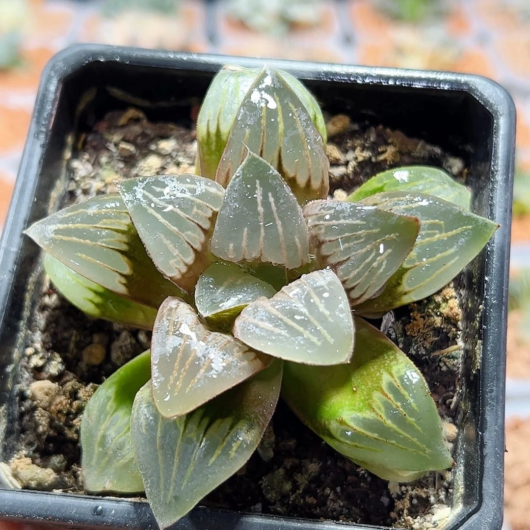 十二卷多肉水晶银龟