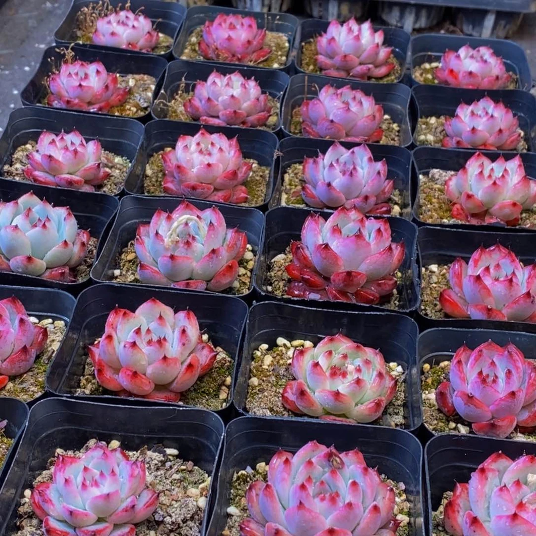 936多肉植物保护研究所所长助理研究员