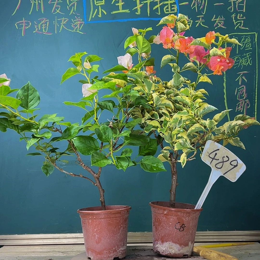 当前无花栽培后可以开花  福利 橙冰  暗斑丽人489