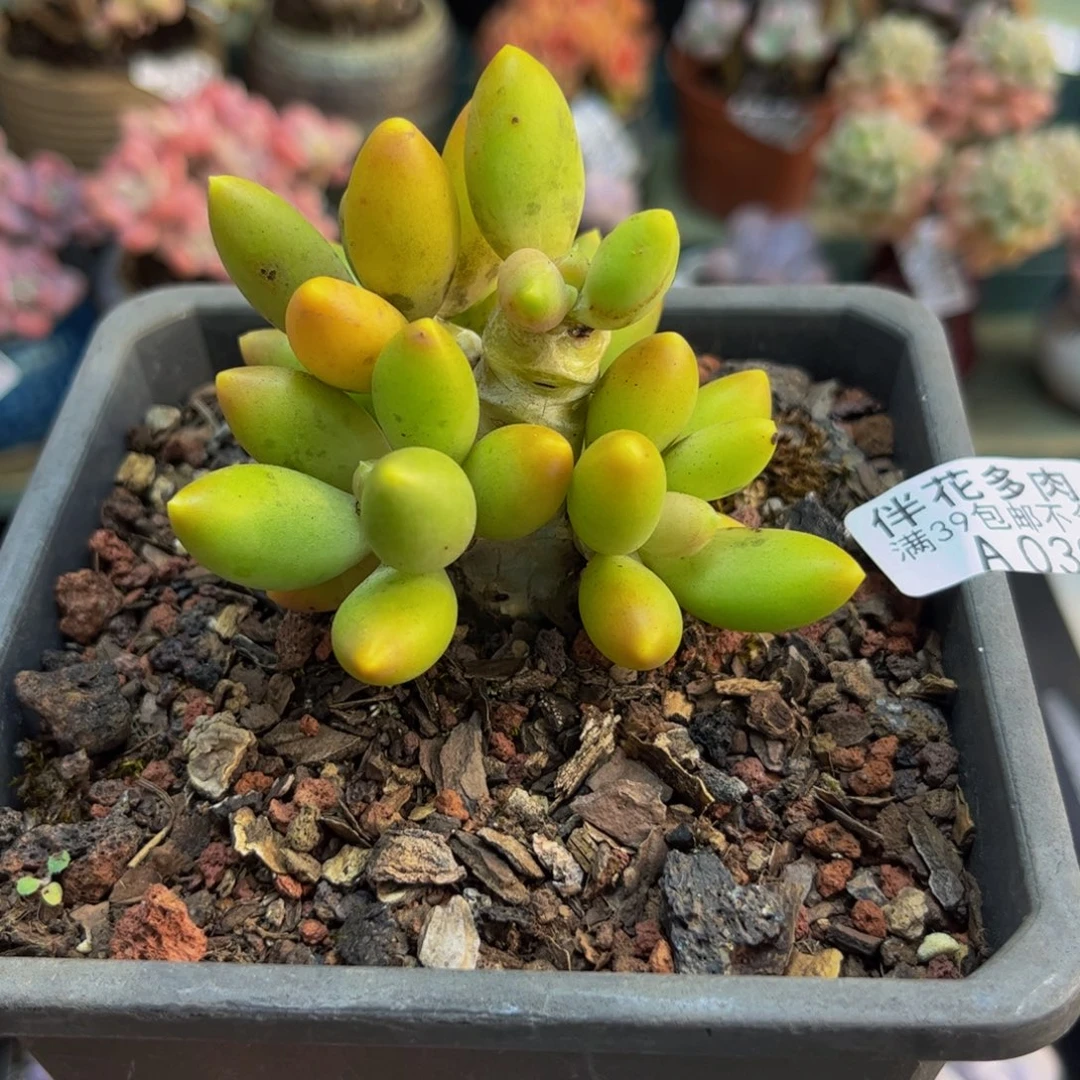 039芒果奶6cm多肉
