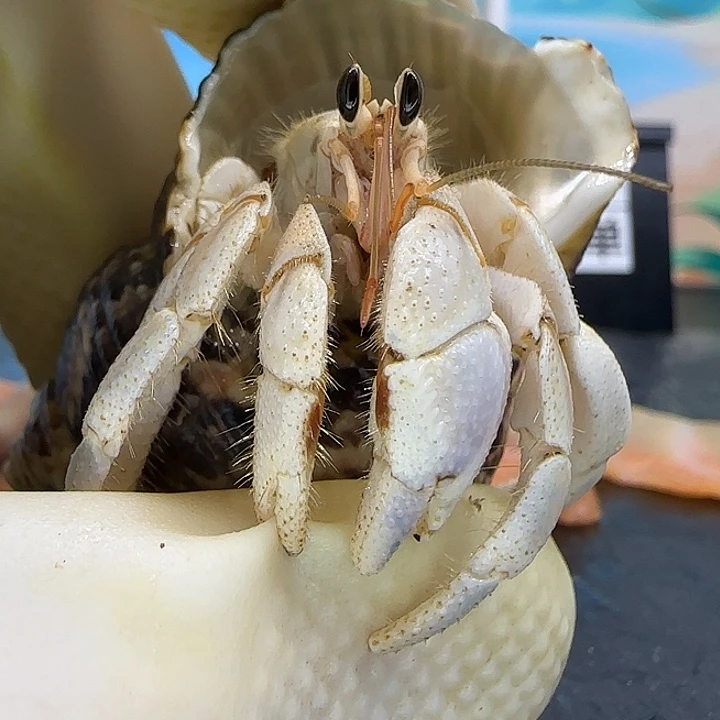 A35奶白灰白2.2cm口径