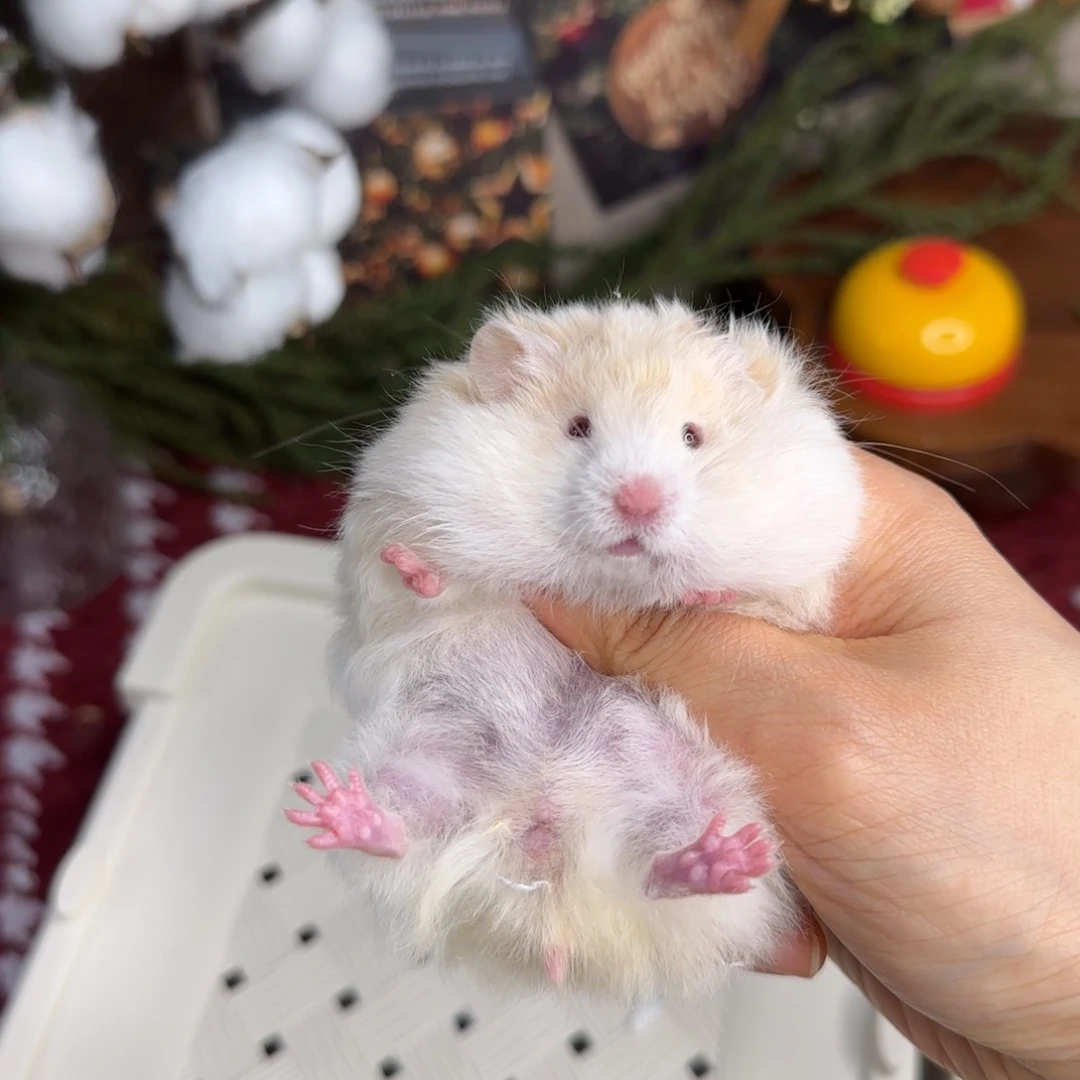 蜜波妹妹11.08生日