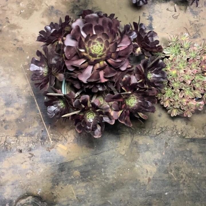 5黑萝莉多肉多肉植物
