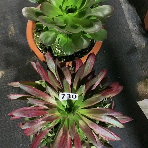 魅金727孔雀730带土球发货