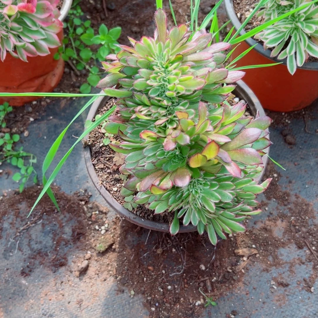 我1363 号多肉法师新年特价水墨丹青