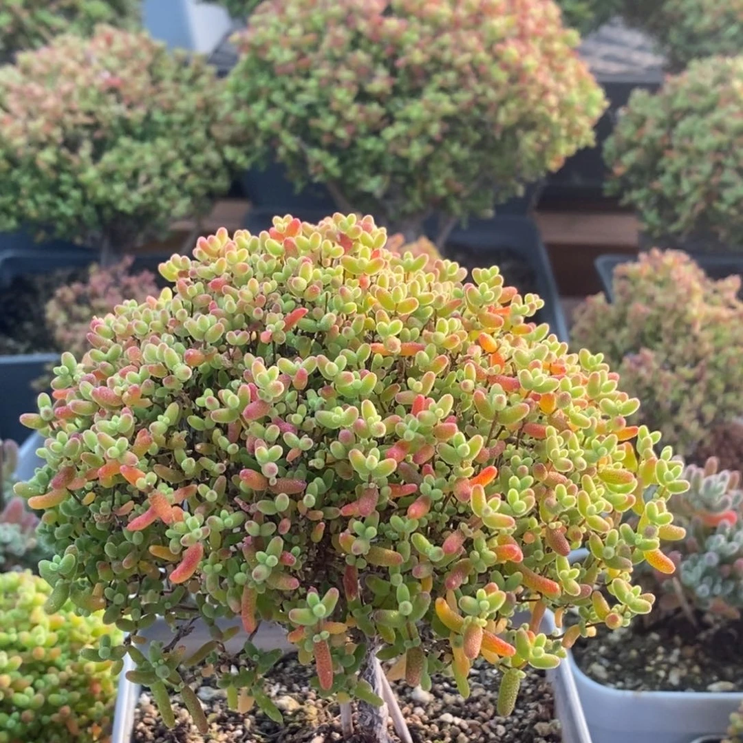P***.蜜橘糖球2286枝干番杏
