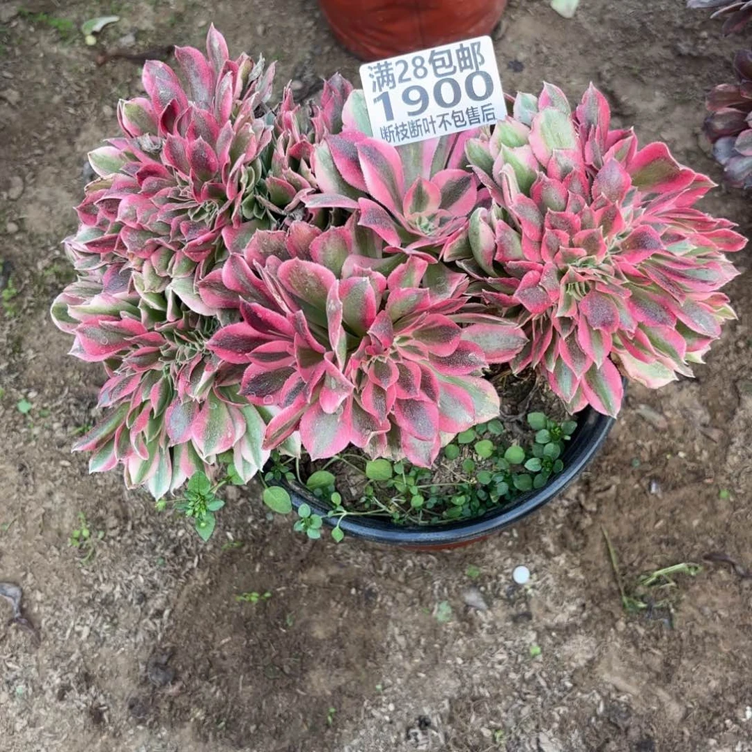 M. 1900女巫最多肉羊。ade