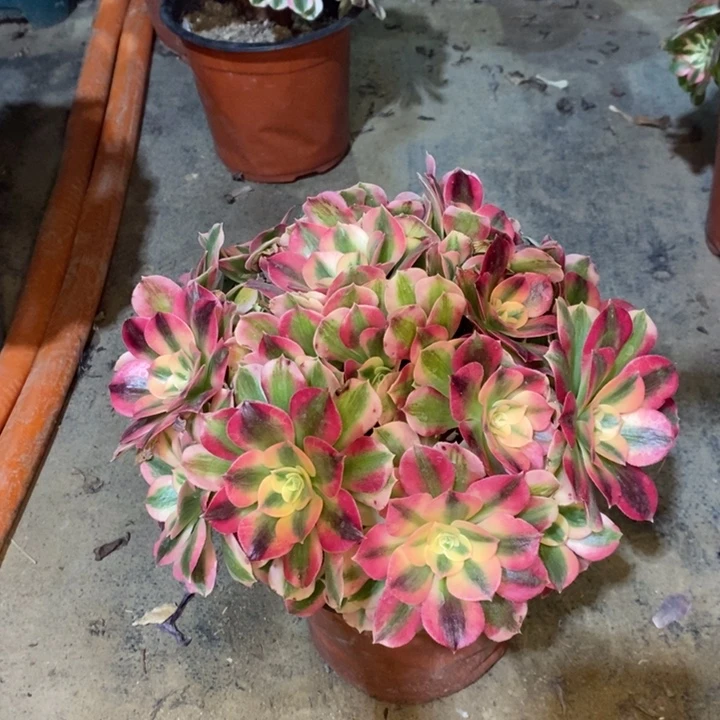 粉女巫多肉植物28