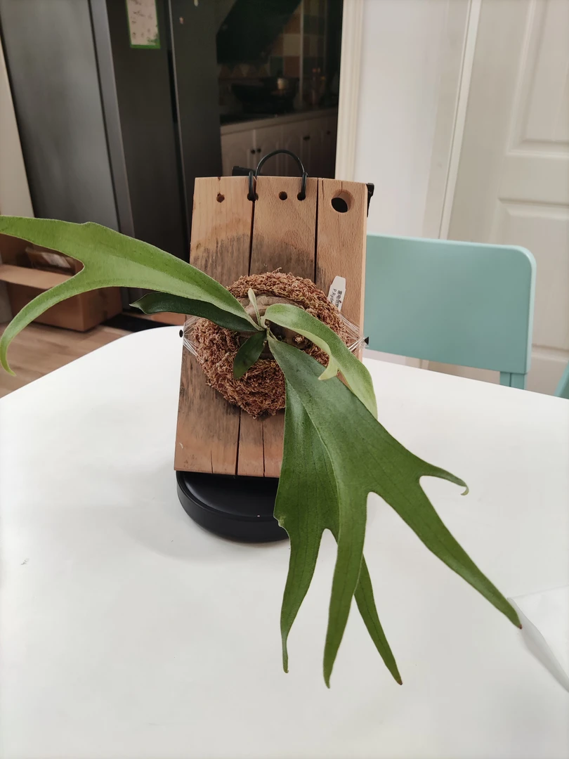 雷电鹿角蕨侧芽苗板植