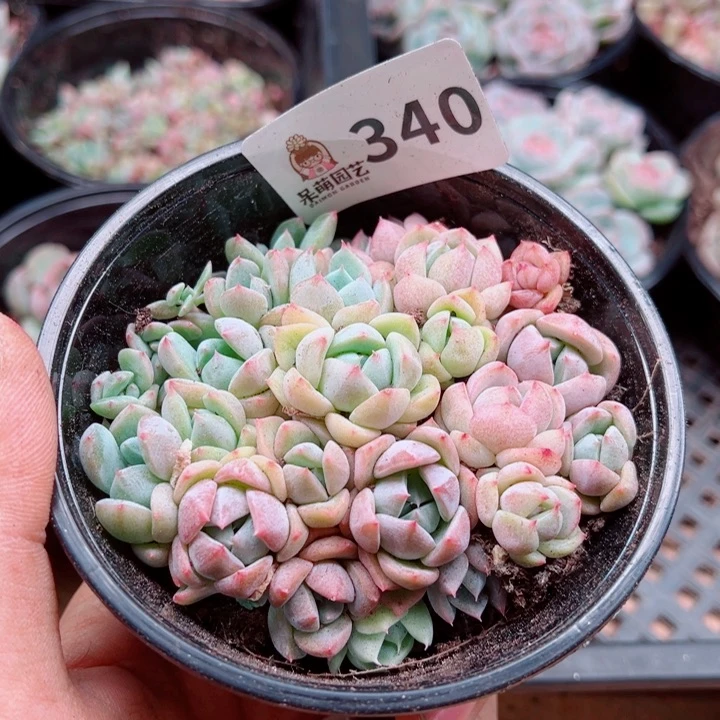 多肉植物多肉植物