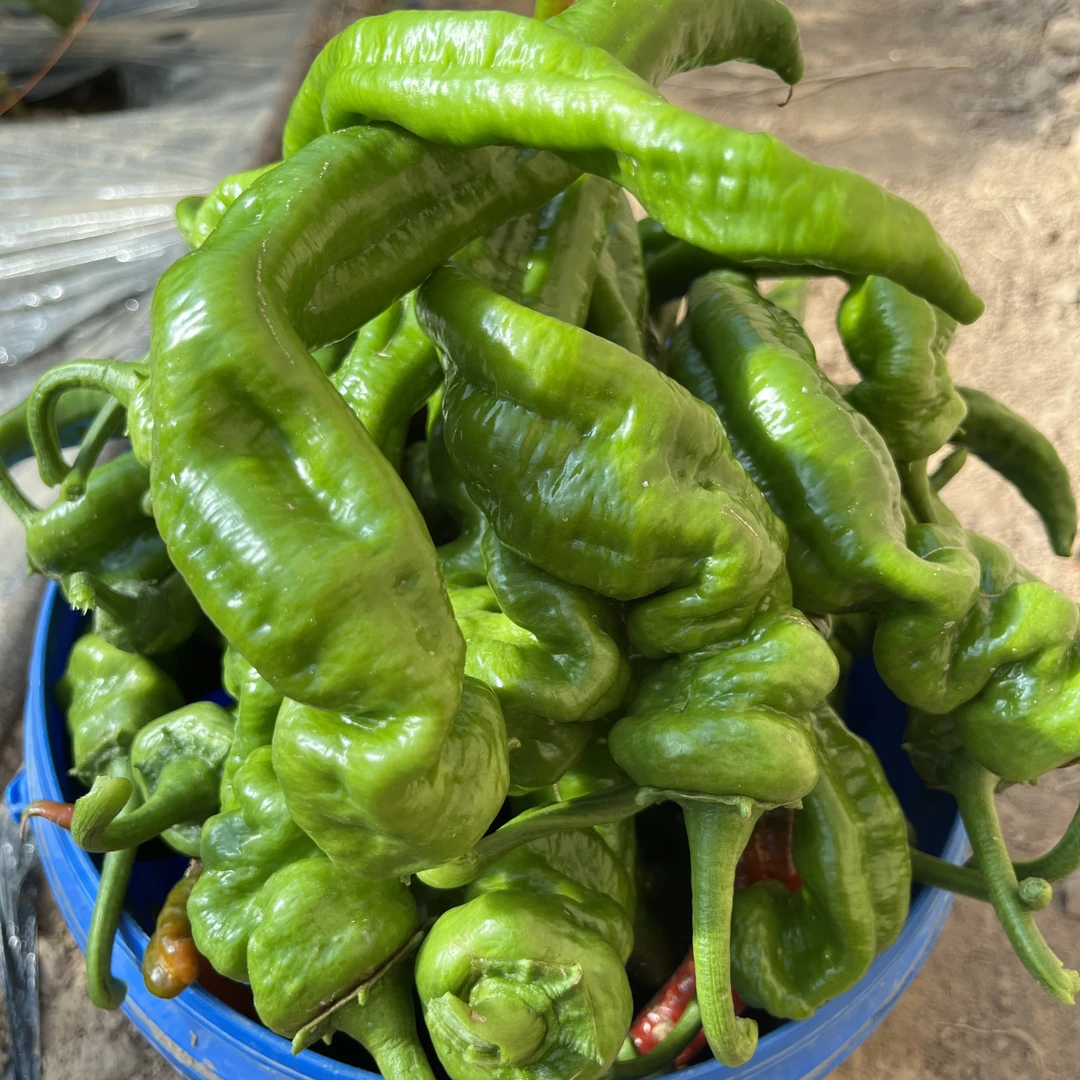 蔬菜螺丝椒香辣现摘现发包邮小炒肉专用陕北菲菲种植