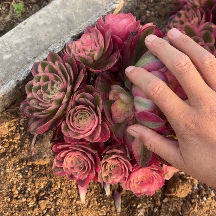00234倾城多肉植物
