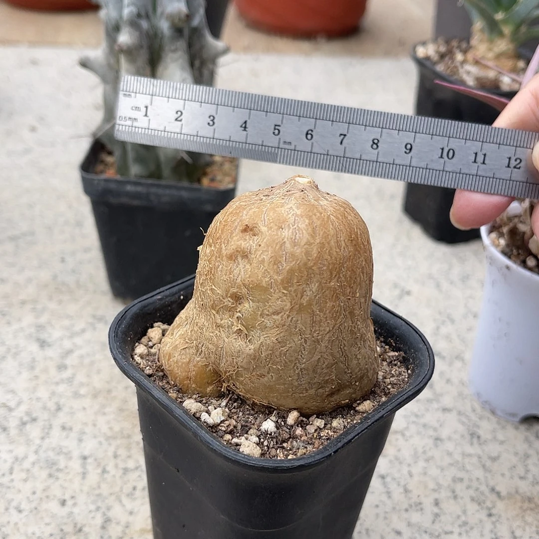 黑龙块根一物一拍