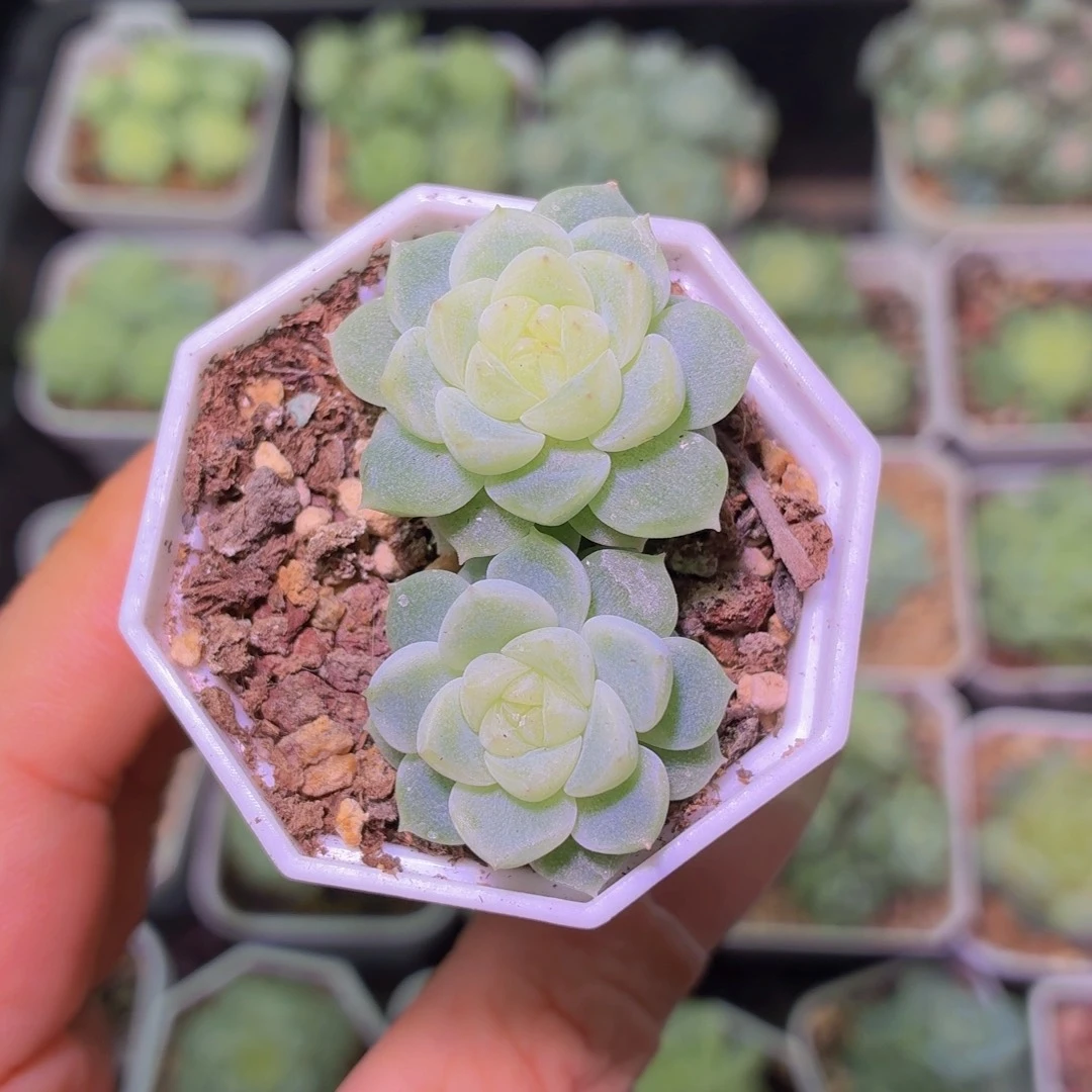 财富密码泼天多肉植物