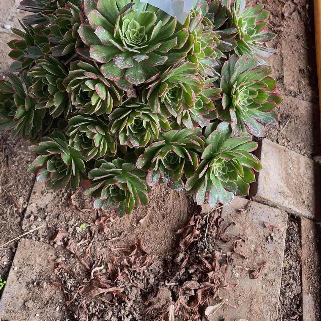 l***5多肉法师713号莲花座发货不包损