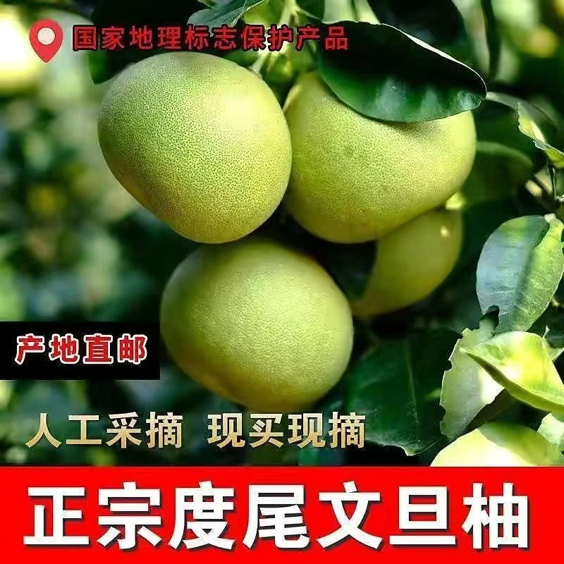 【超值】正宗度尾文旦柚老树带孔红心蜜柚子当季现摘孕妇新鲜水果