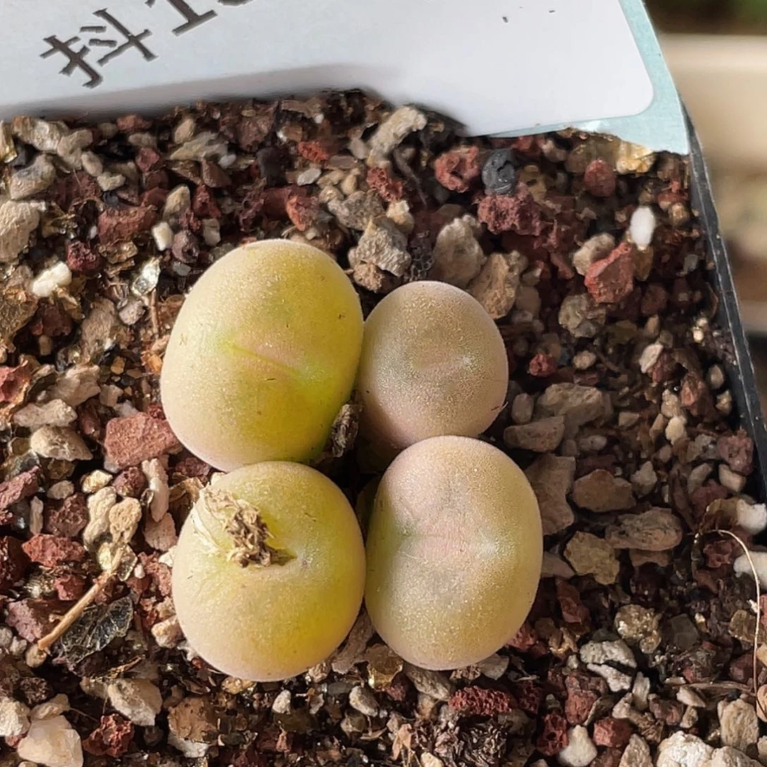 13-47空卡佛多肉植物