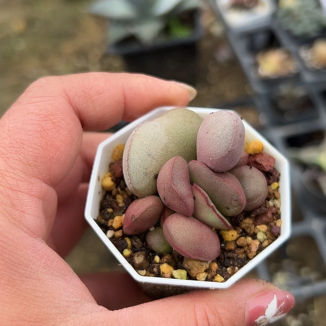 多肉植物红蛋水泡