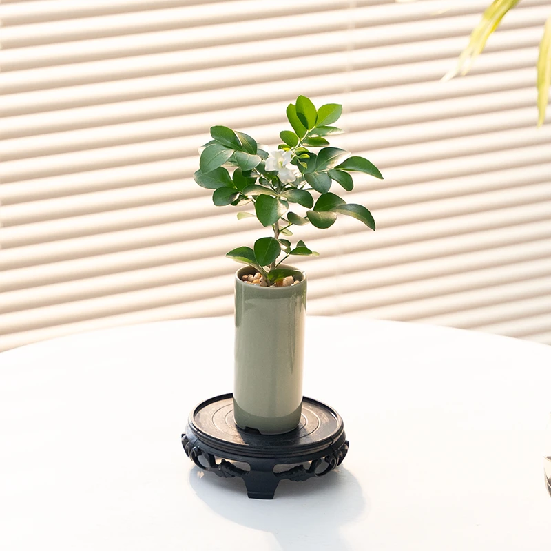 植物九里香花卉绿植室内七里香中式盆栽茉莉办公桌面懒人植物