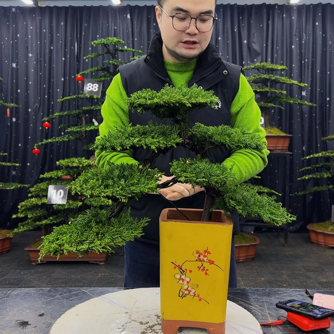 龙爪松高端造型盆景