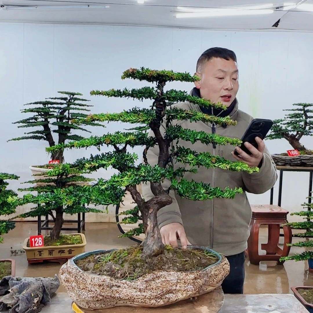 无花朵盆景园林……