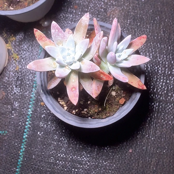 8097刘丹杂交拇指多肉