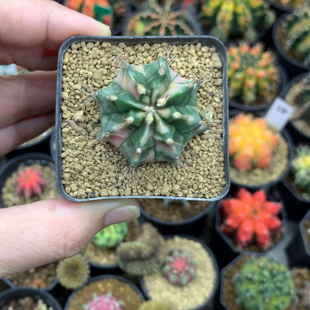 枫***㎏仙人球米哈牡丹锦