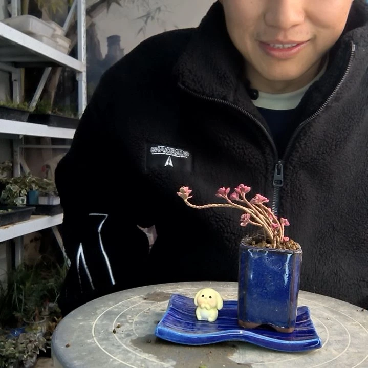 木*小盆景小植物一物一拍125