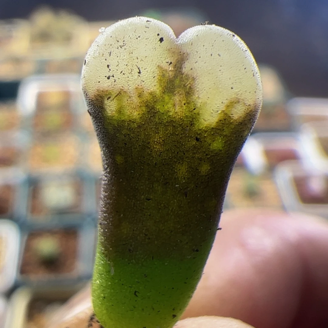 B23风铃玉肉锥两年株 270