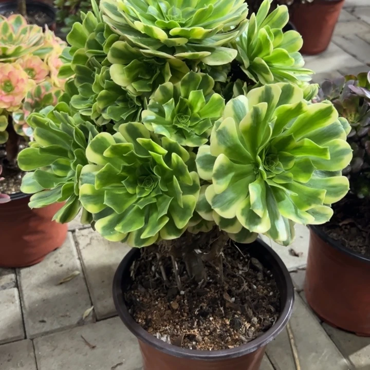 辛尼亚多肉植物花花