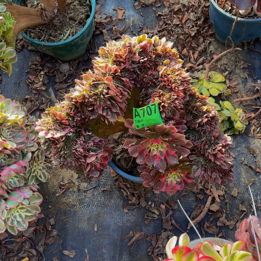 香妃法师缀化1-7¥