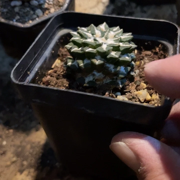 满38包邮2天凑单，脱土晾根发货多肉植物