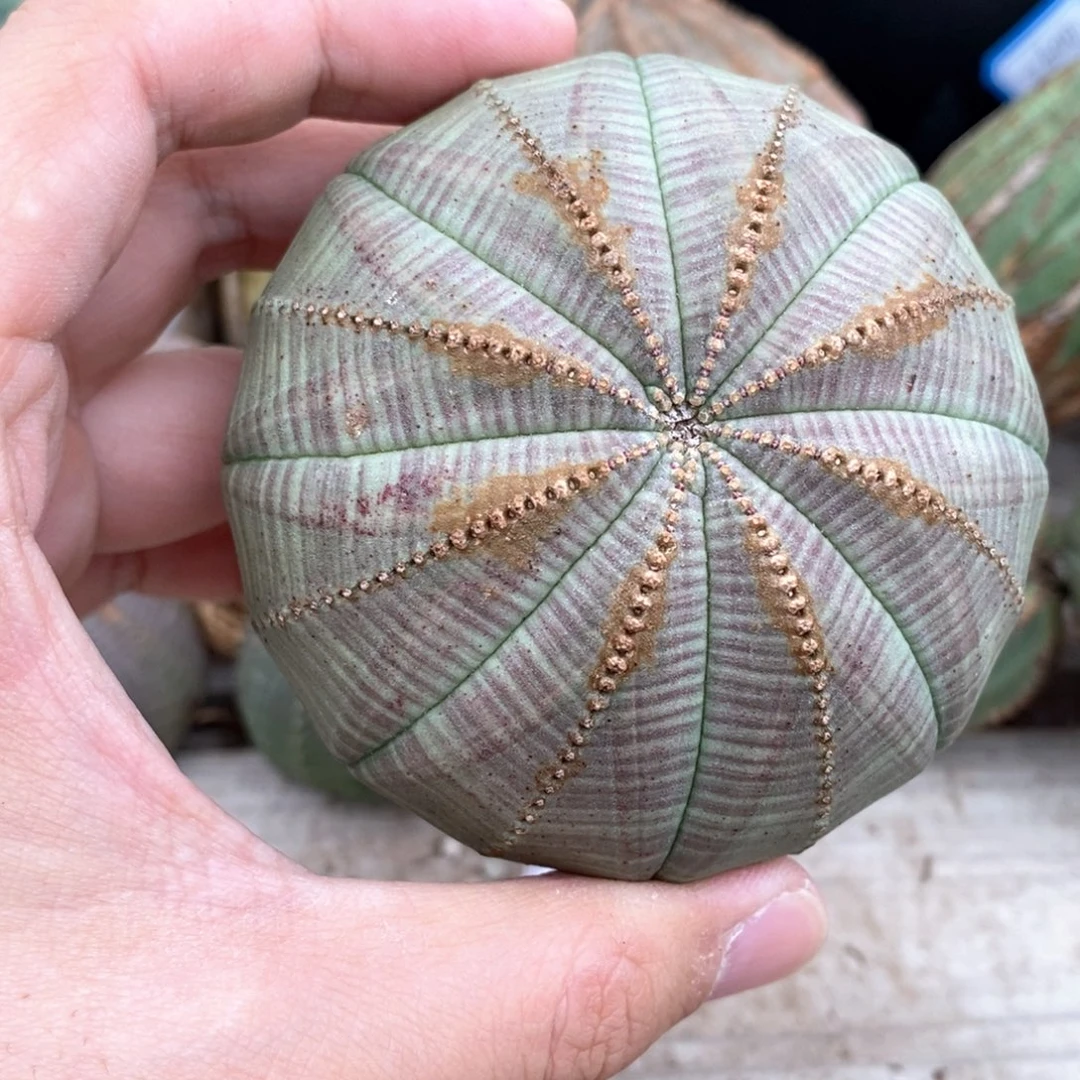 9 欧系实生布纹球多肉植物